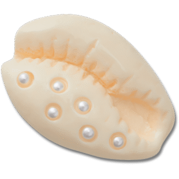 Pearl Puka Shell